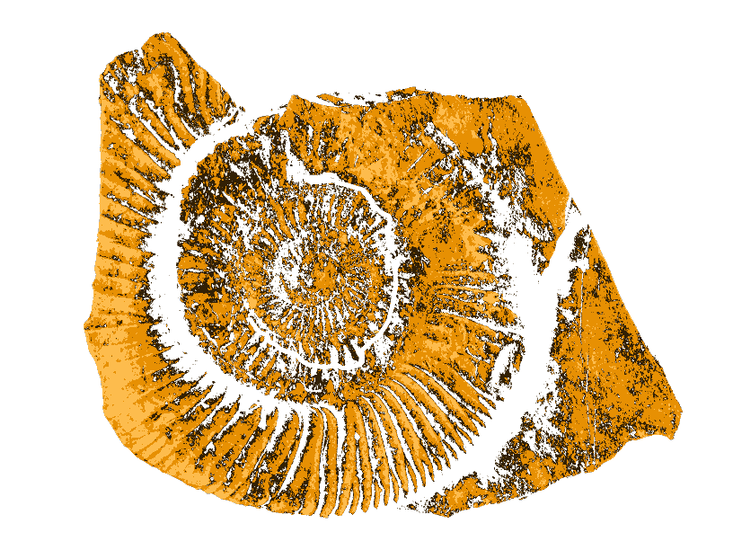 Logo — Limestone with ammonite shell 
